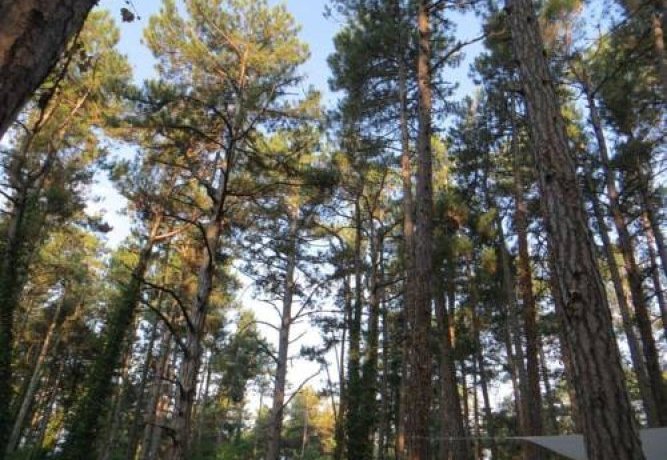 Гостевой дом Sosnovy Ray Camping Архипо-Осиповка